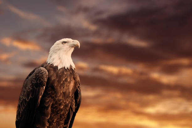 québec, qc - canada septembre 2012 : portrait d’un aigle à tête blanche américain fière devant un ciel coucher de soleil nuageux flou. - se percher photos et images de collection