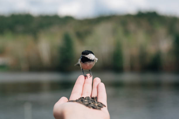 istock QUEBEC, QC - CANADA MAY 2016 - Black-capped chickadee standing trustfully in man's hand 946624238