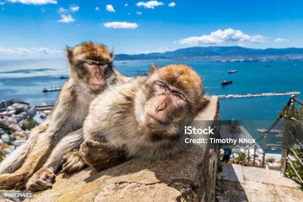 Macachi A Gibilterra - Fotografie stock e altre immagini di Gibilterra - Gibilterra, Scimmia, Scimmia antropomorfa
