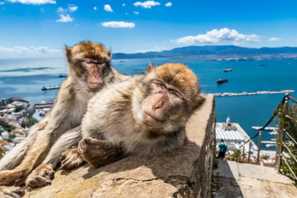 Barbary Macaques in Gibraltar.
