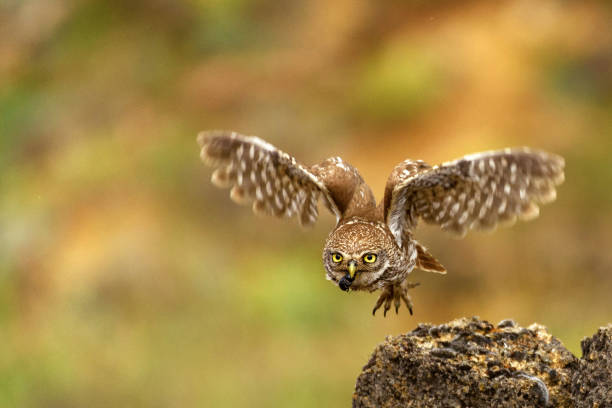 Little owl