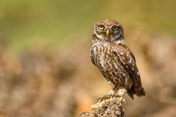 istock The little owl (Athene noctua) is on the stone. 946628936