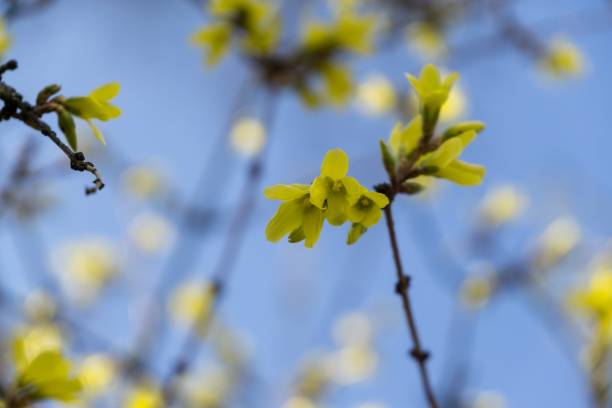 istock Spring tree flowering - Forsythia flower. 946629000