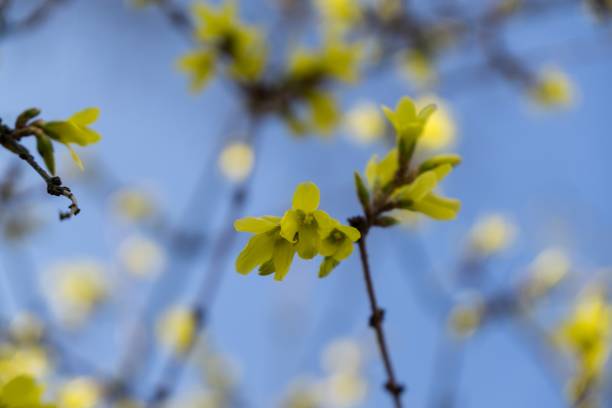 istock Spring tree flowering - Forsythia flower. 946629028