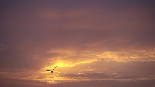 Slow motion, majestic sunset and one bird flies to sun.