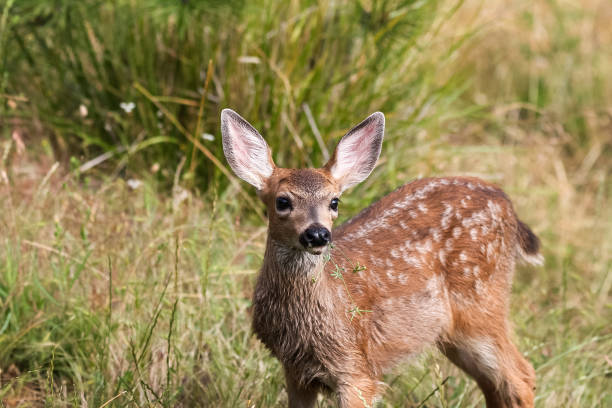 istock White-tailed deer fawn 946637586