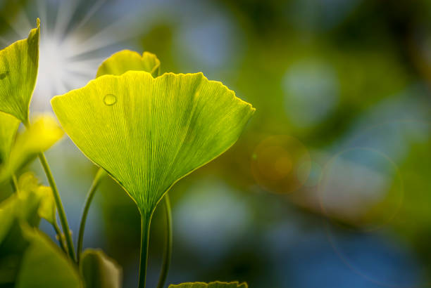 ginko hojas - alternative medicine nature herbal medicine healthcare and medicine fotografías e imágenes de stock