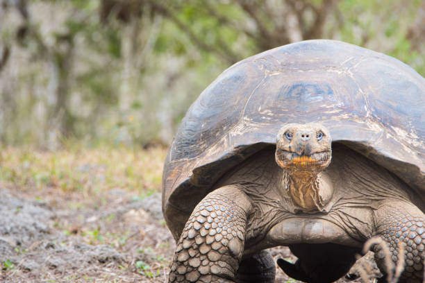 istock Galapagos Giant Tortoise 1 946641522