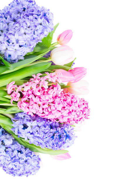 Tulips and a hyacinth in a vase