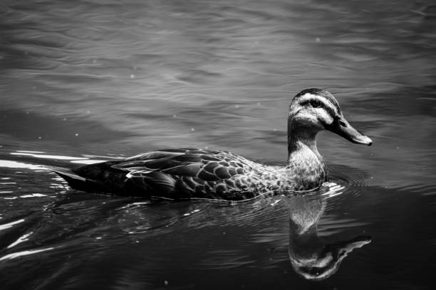 istock Chinese Spot-billed Duck 946644870