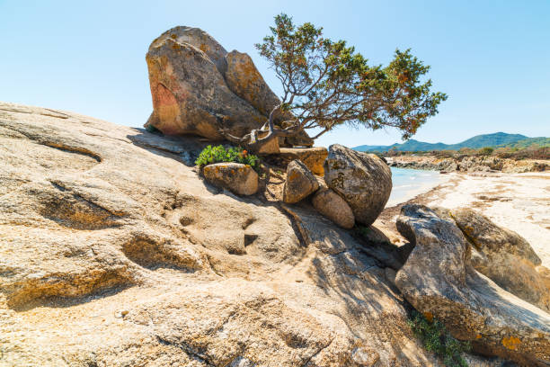 istock Rocks and plants in Santa Giusta shore 946647012