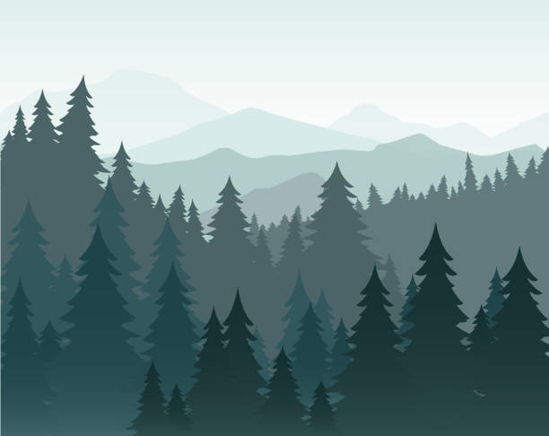 Vector illustration of pine forest and mountains vector background. Coniferous forest, fir silhouette and mountains in fog landscape. Vector illustration of pine forest and mountains vector background. Coniferous forest, fir silhouette and mountains in fog landscape coniferous tree stock illustrations