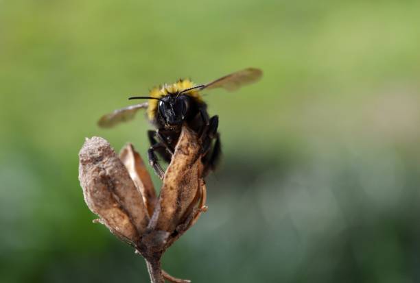 istock bumblebee on a dry plant 946652140