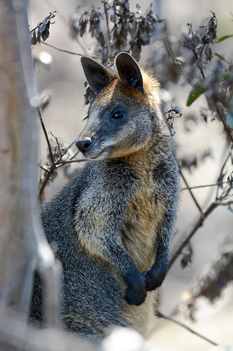 A wallaby resting in a woodland.