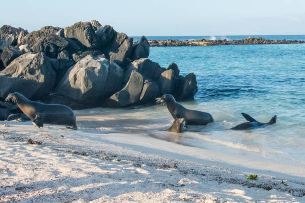istock Espanola Island, Galapagos 8 946654940