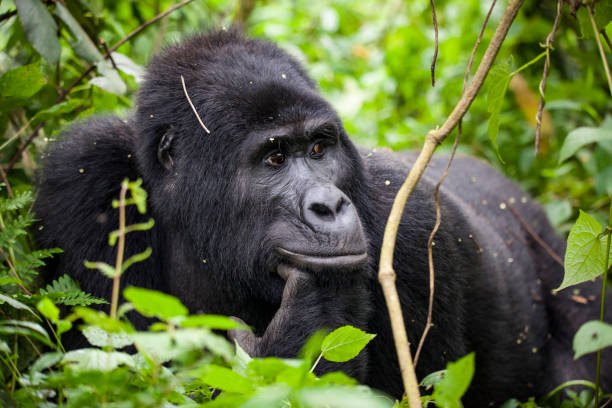 istock Portrait of the Endangered Silverback Mountain Gorillas 946654986