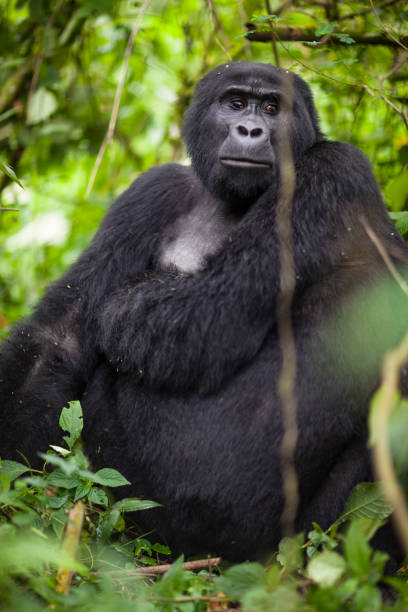 istock Portrait of the Endangered Silverback Mountain Gorillas 946655004