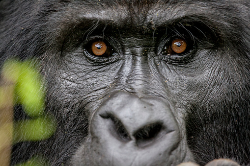 Retrato de los gorilas de montaña en peligro de extinción de Silverback photo
