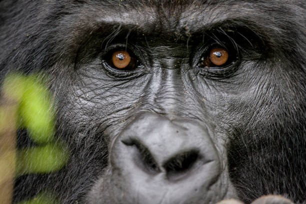 retrato dos gorilas em perigo silverback montanha - gorila - fotografias e filmes do acervo