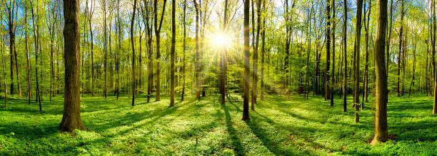 istock Beautiful forest in bright sunshine 946657678
