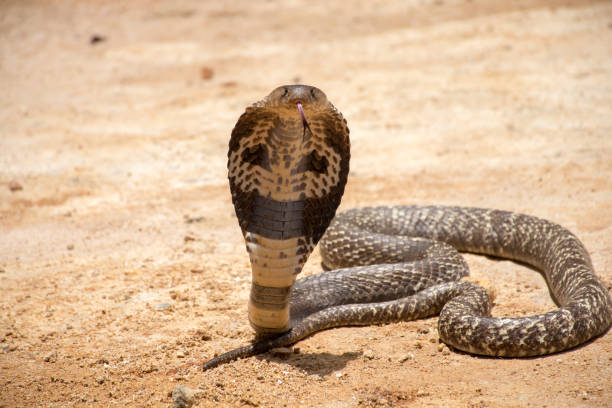 King cobra on sand in Sri Lanka King cobra ophiophagus hannah stock pictures, royalty-free photos & images