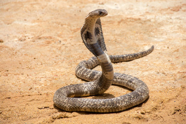 King cobra on sand Cobra in Sri Lanka ophiophagus hannah stock pictures, royalty-free photos & images