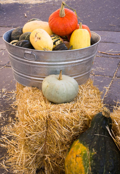 istock A Bucket on Pumpkins and Squash on a Hay Bale 946665294