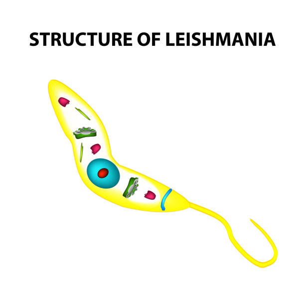 istock The structure of leishmania. Infographics. Vector illustration on isolated background. 946666198