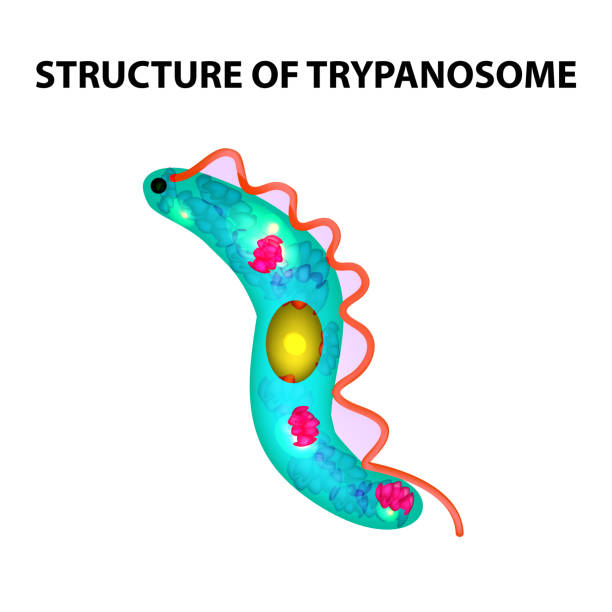 ilustrações, clipart, desenhos animados e ícones de a estrutura do tripanosoma. infográficos. ilustração vetorial no fundo isolado. - doença de chagas