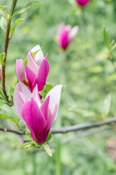 istock Flowering Magnolia in the spring Park. 946676460