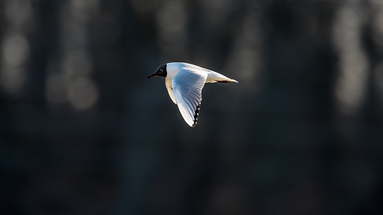 Black-headed Gull flying in the sun with a dark unfocused background from the oak forest