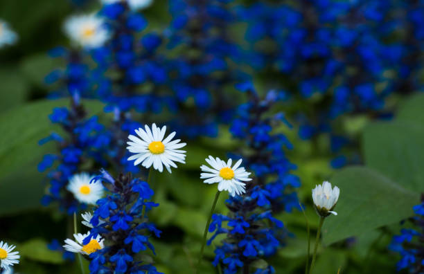 istock beautiful field with amazing summer flowers, nature, horizontal 946679450