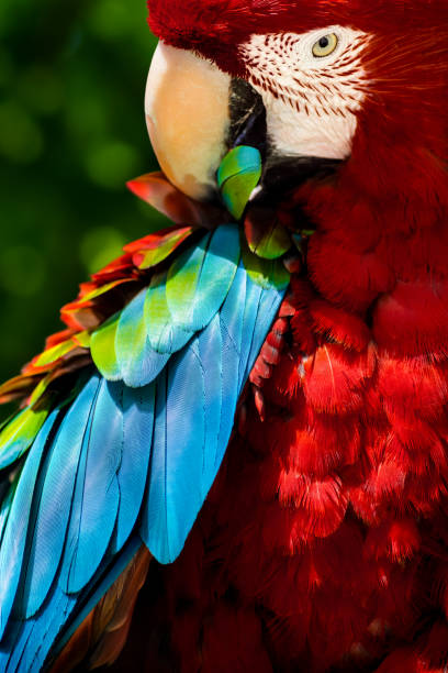 estratagemas papagaio arara - arara azul - fotografias e filmes do acervo