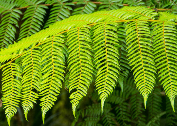 paproć w las deszczowy nowej zelandii 2 - fern new zealand macro frond zdjęcia i obrazy z banku zdjęć