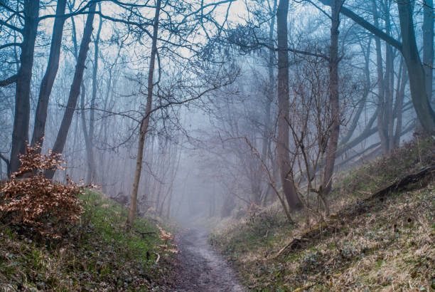 istock Low light in foggy forest, misty foggy forest path. 946686110