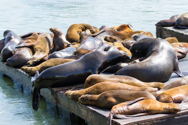 istock Sea Lions in San Francisco 946686862