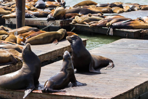 istock Sea Lions in San Francisco 946686942