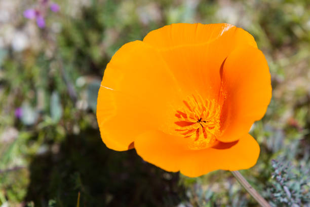 Californian poppy