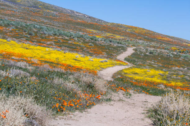 istock Antelope Valley poppy Preserve 946689554