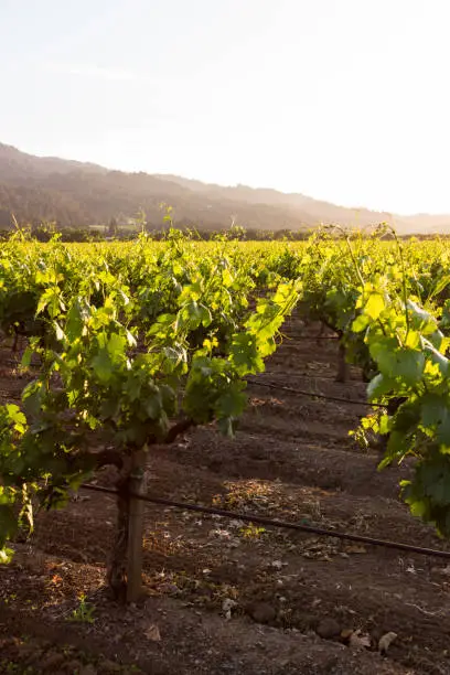 Photo of Springtime at the vineyards