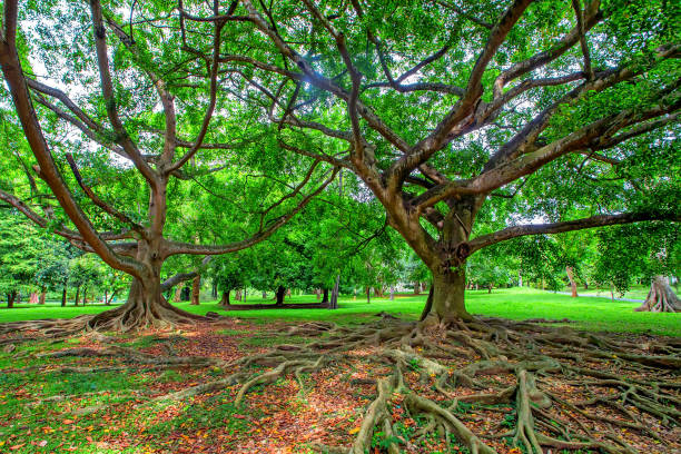 istock Big tree in Royal Gardens of Peradenia 946689738