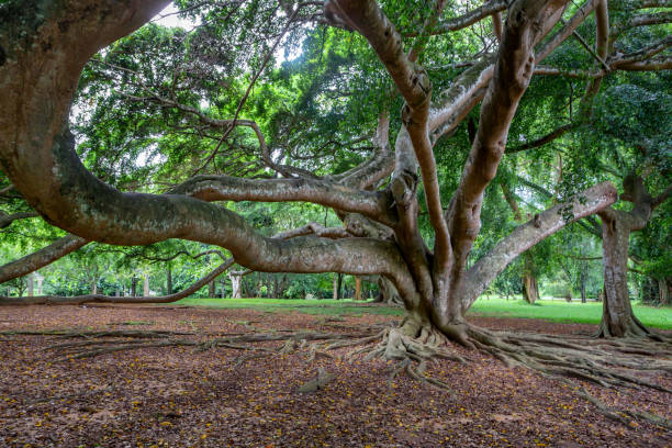 istock Big tree in Royal Gardens of Peradenia 946689844