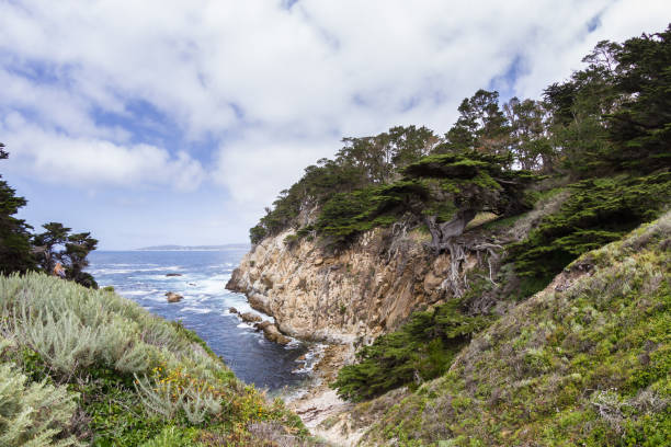 istock Cyprus tree in California 946689910
