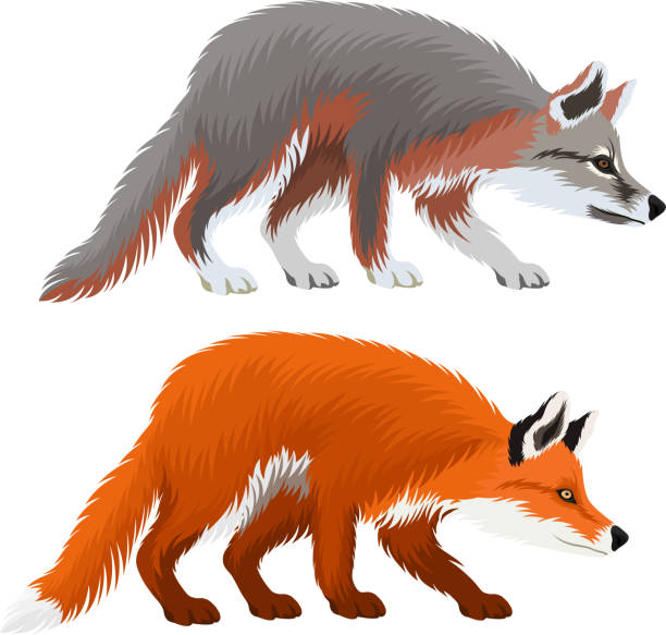 bildbanksillustrationer, clip art samt tecknat material och ikoner med vector grey fox (urocyon cinereoargenteus) och rödräv (vulpes vulpes) - red fox snow