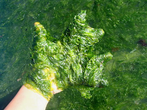 Human Hand Picking a lot of Green Seaweeds