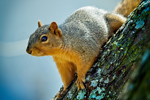 Fox squirrel up a tree in Missouri USA