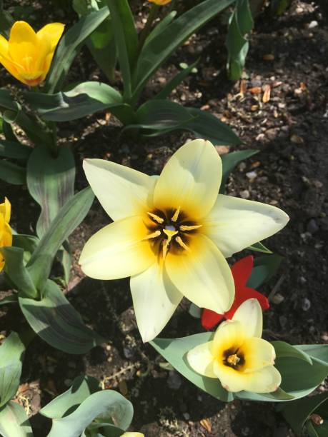 istock Spring starts in my garden 946696698