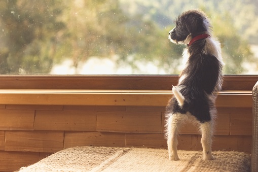 Cute puppy standing on couch of living room looking out the window to trees. Expectant, waiting concept