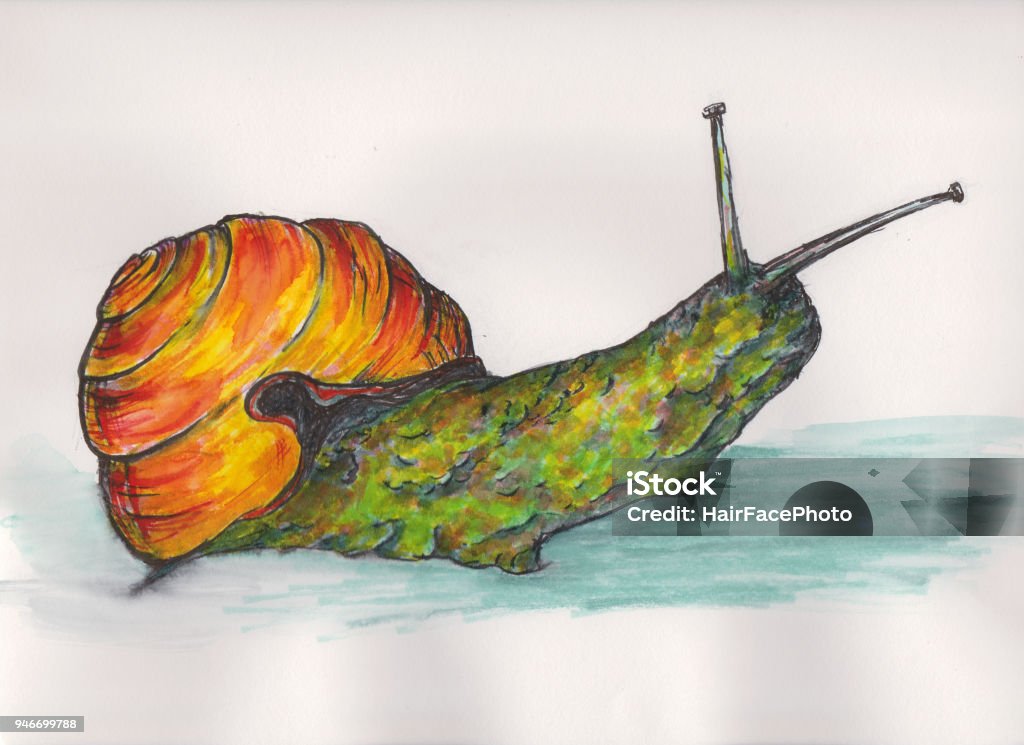 snail drawing marker drawing of green snail with orange shell Animal stock illustration