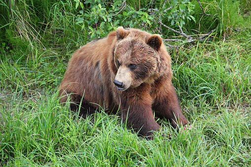 A large adult male grizzly bear Ursus arctos horribilis is sitting in a grassy meadow.